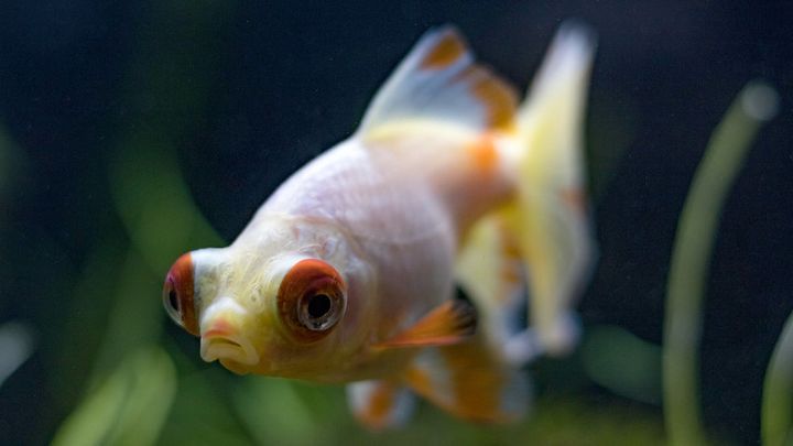Can Goldfish Eat Tropical Fish Flakes?