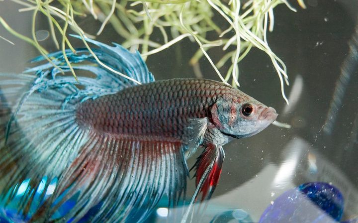 How To Change Betta Fish Water (And How Often)