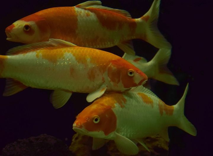 Goldfish Ich Disease (White Spots) Symptoms, Causes, Treatment