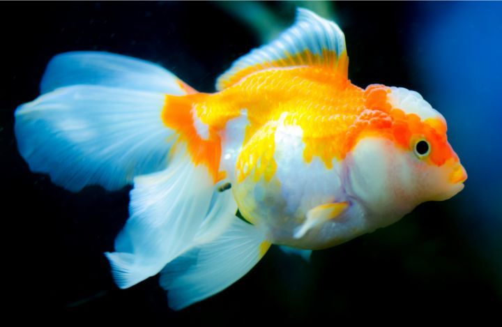 Goldfish With Big Head? Oranda Goldfish Care Guide