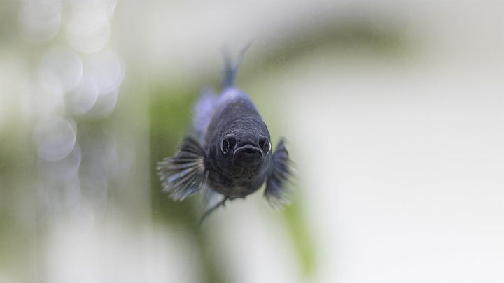 Betta Fish Staying At Top Of Tank: Causes and Solutions