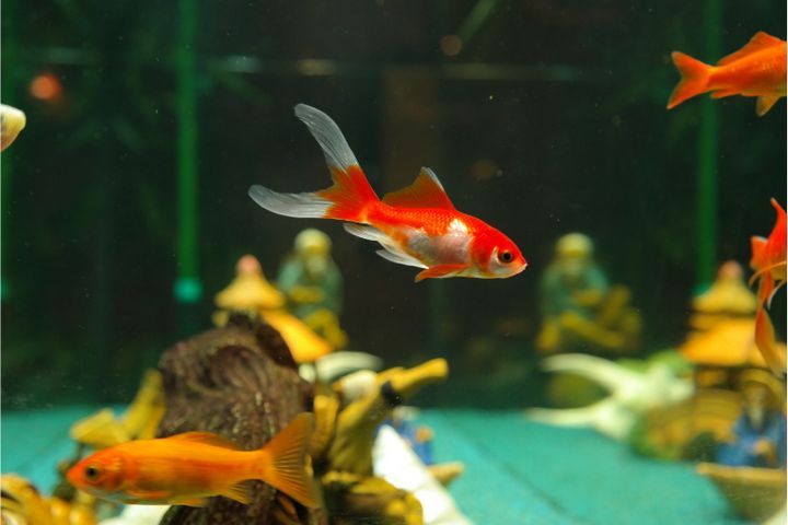 How Often Do Goldfish Breed And Lay Eggs?