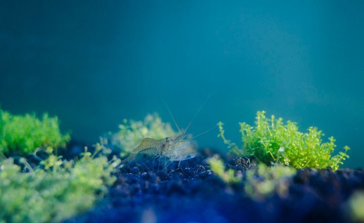 Can Ghost Shrimp and Betta Fish Live Together?