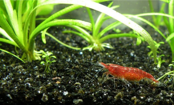 Can Shrimp Live With Goldfish In The Same Tank?