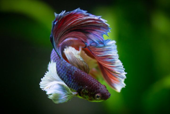 Can Betta Fish Live With Other Fish? Are They Mean Or Aggressive?