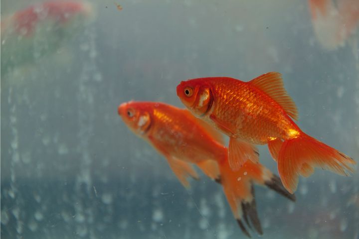 Cloudy Eye Fish Disease (Causes, Signs and Treatment)