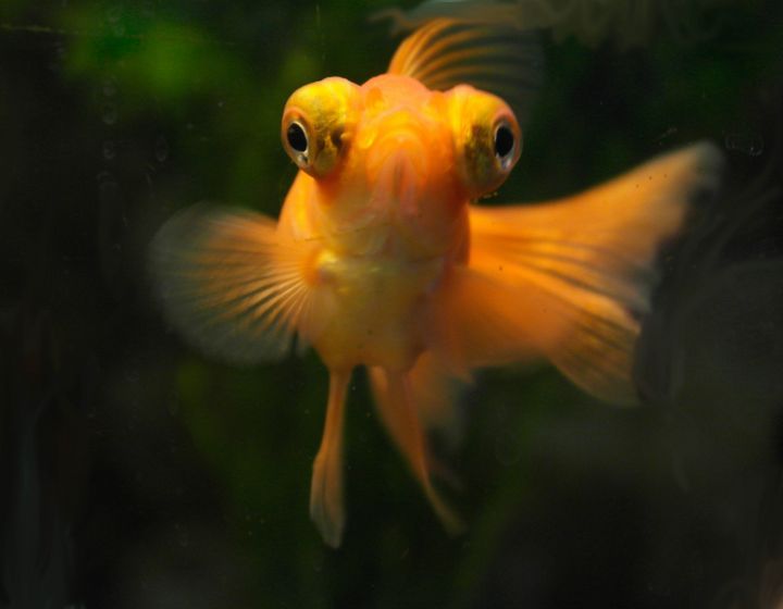 The Goldfish with Big Eyes (All About the Telescope Goldfish)