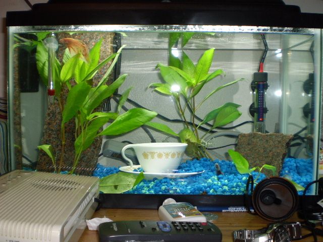 betta fish tank