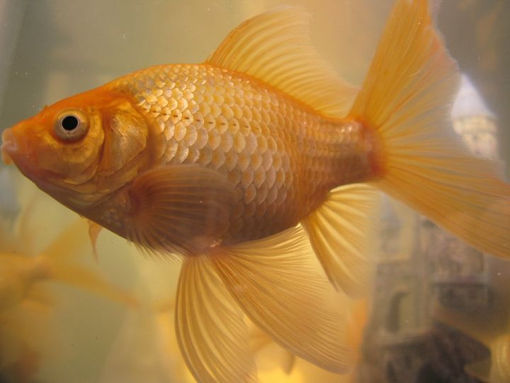 Can Goldfish Live In Saltwater?