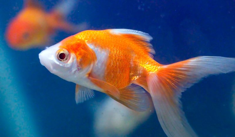 Goldfish Ich Disease (White Spots) Symptoms, Causes, Treatment