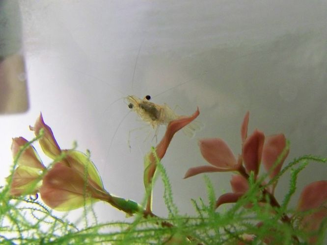 can-shrimp-live-with-goldfish-in-the-same-tank