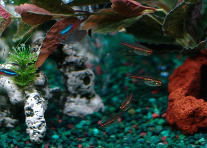 Can Goldfish And Tetras Live Together? Why Or Why Not?