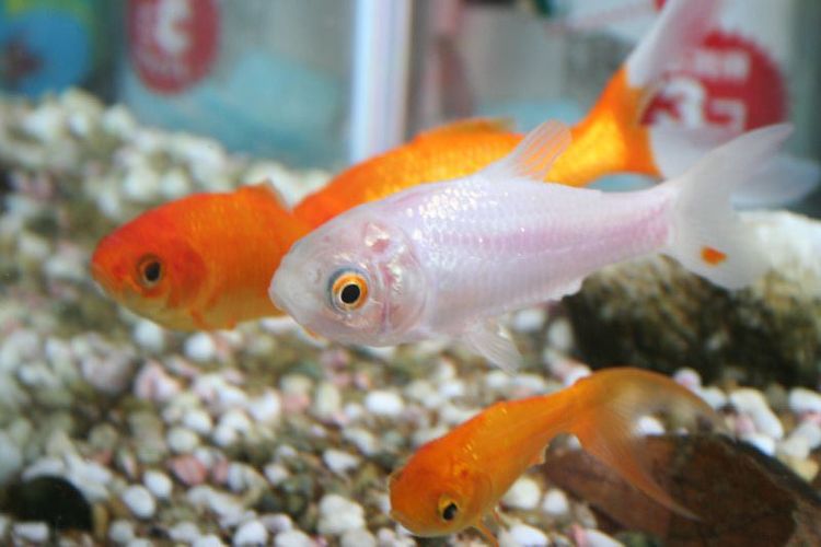 Goldfish Ich Disease (White Spots) Symptoms, Causes, Treatment