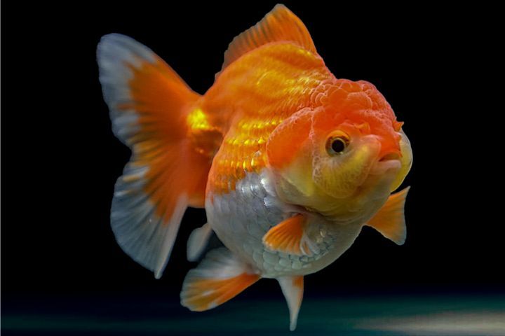 Do Goldfish Have Hearts?