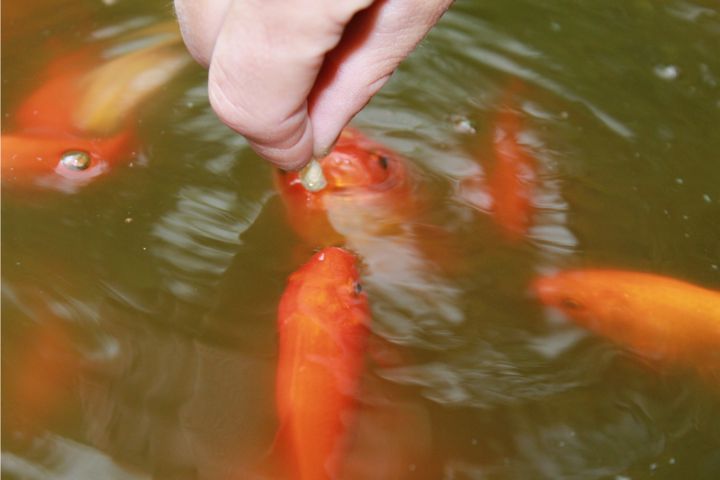 Can You Put Goldfish In A Pond?