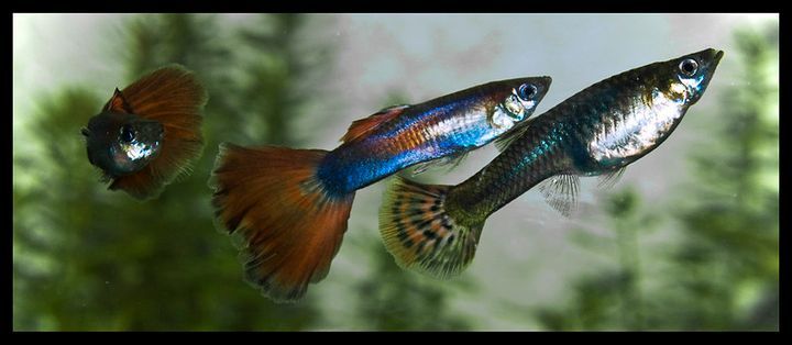 Can Guppies Live With Bettas? A Compatibility Guide