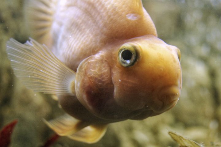 Can Goldfish Change Gender?