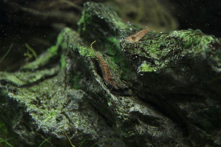 Do Ghost Shrimp Eat Algae?