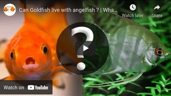 Cichlids Video