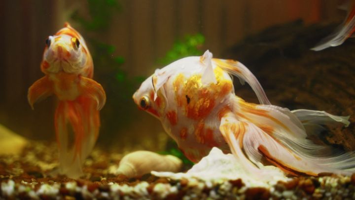 Anchor Worm on Goldfish? Here We Detail The Treatment For Anchor Worms