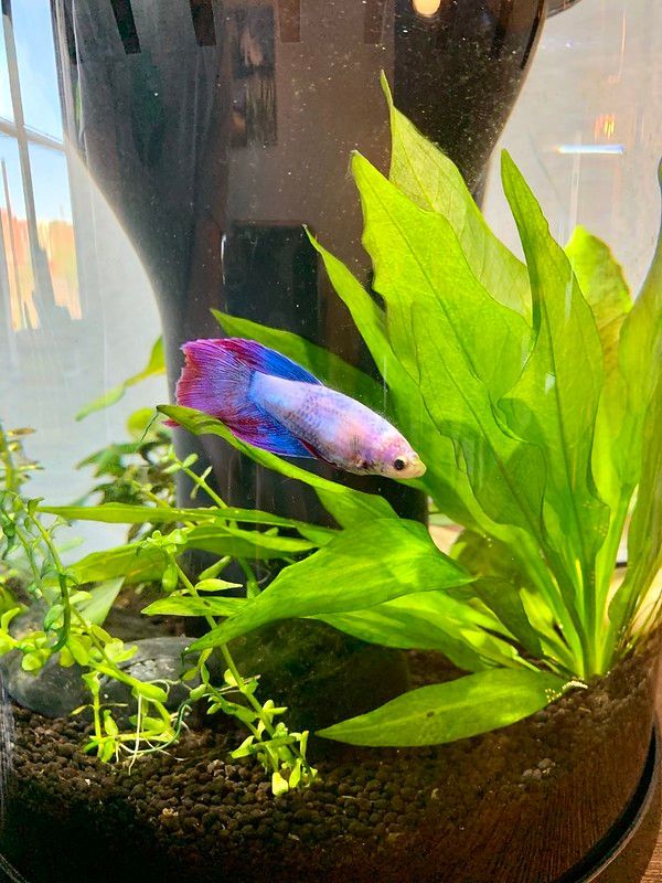 How Long Can Betta Fish Go Without Food? (Guide For A Vacation)