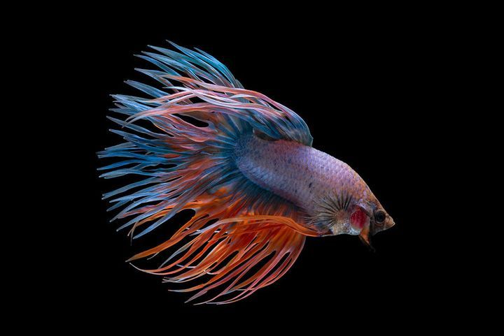 What Color Light Do Betta Fish Like? Do They Like Blue, LED, Neon Lights?